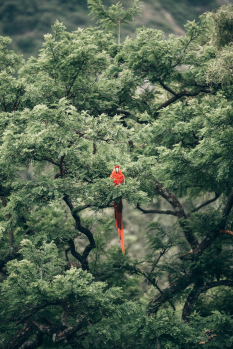 Oiseau rouge perché dans forêt tropicale