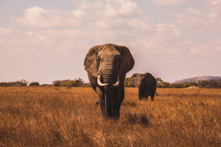 Elephants d'Afrique