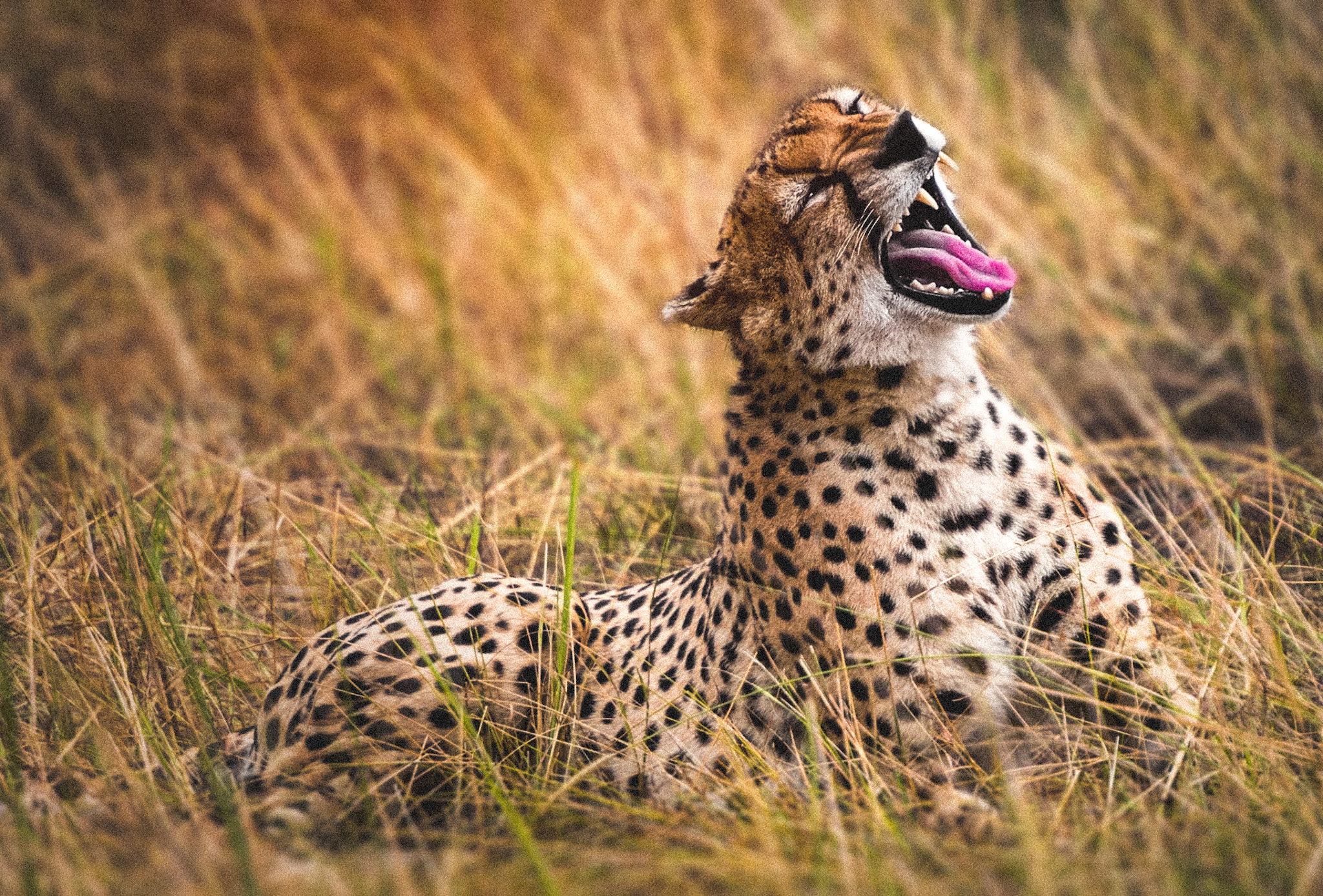 léopard dans les hautes herbes
