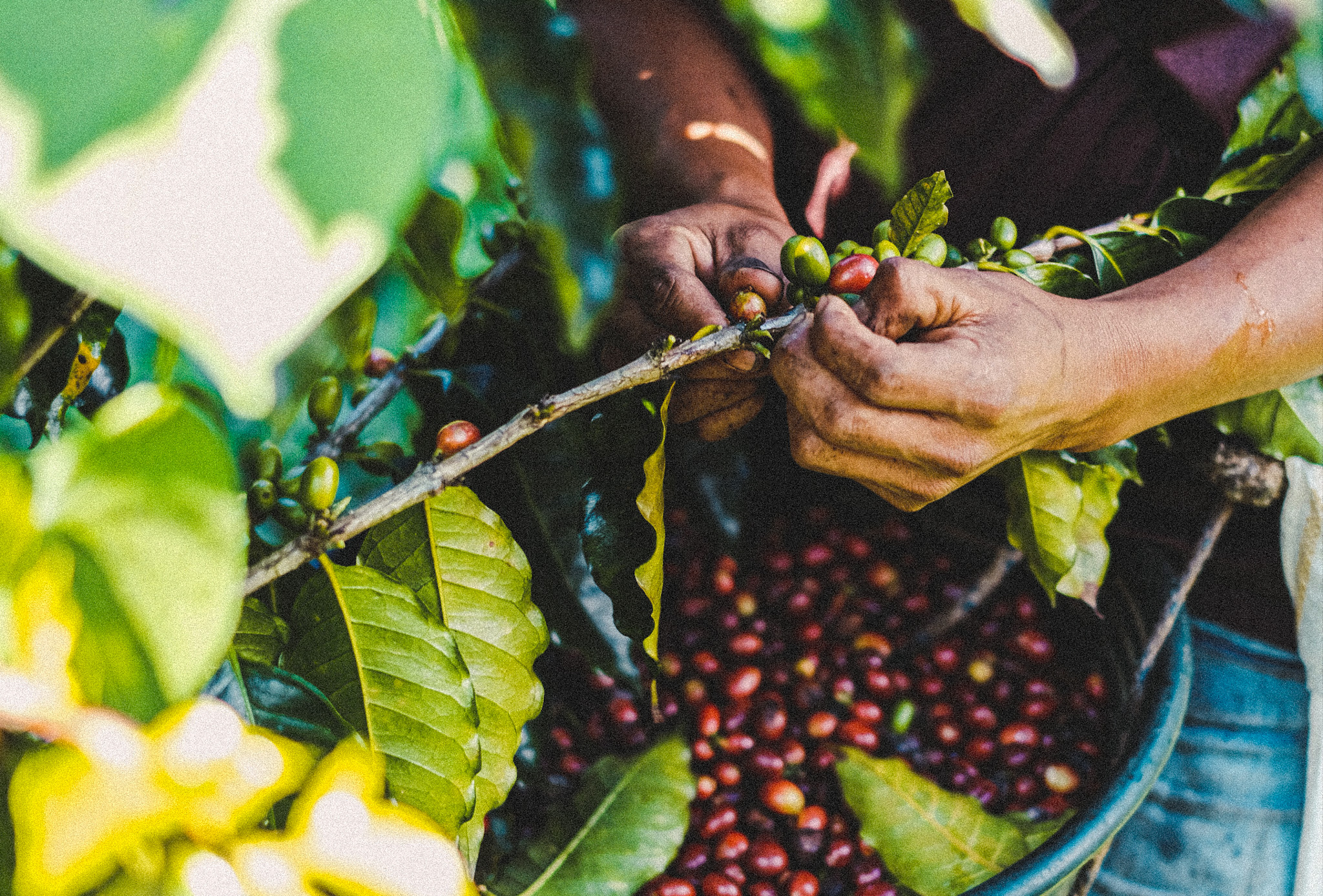 Recolte des graines de café