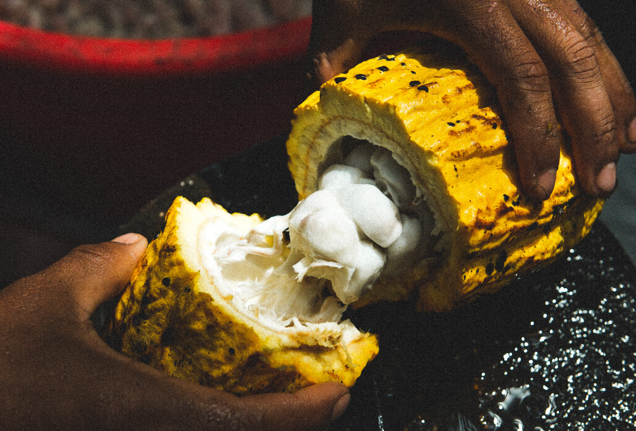 Ouverture d'une coque de Cacao