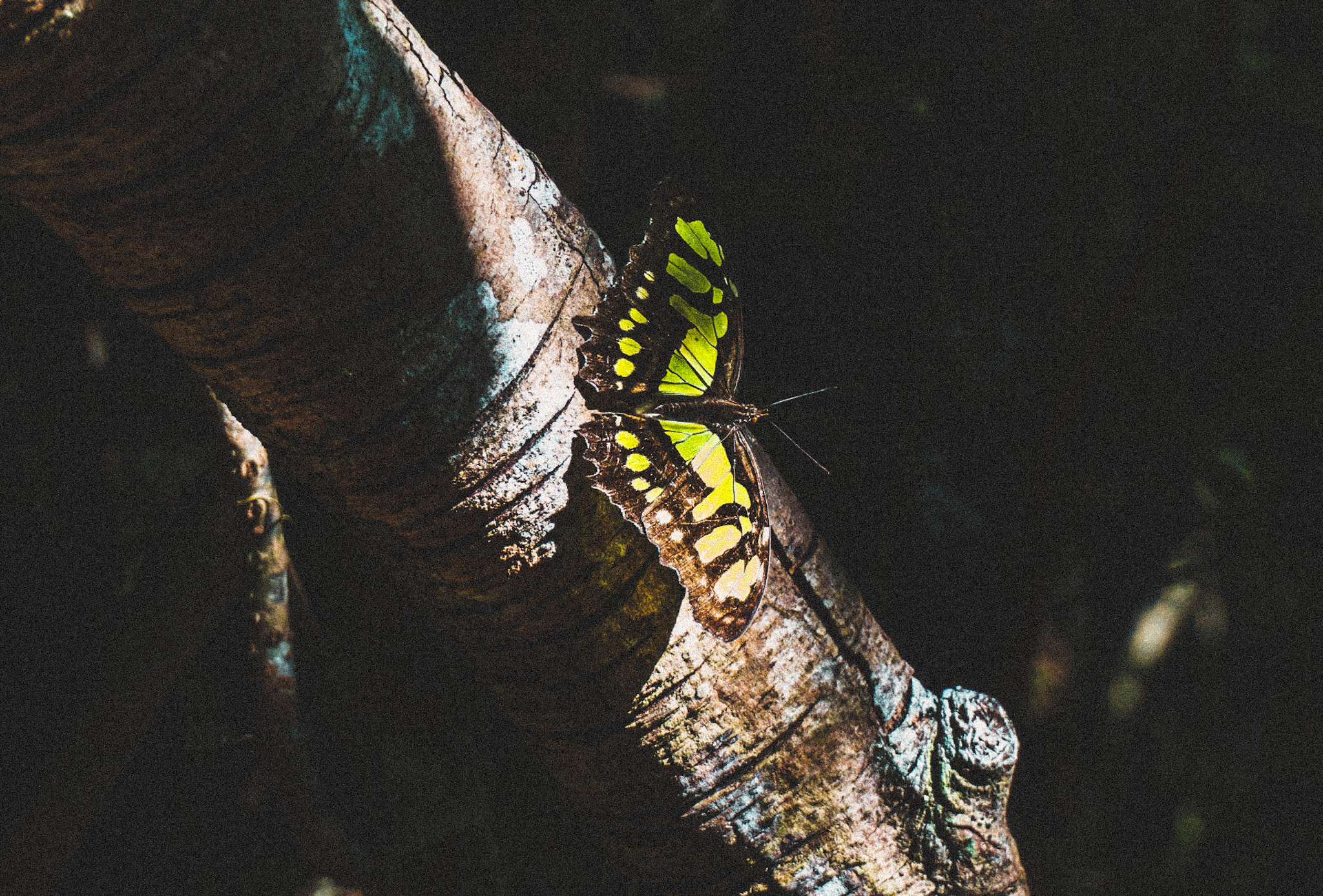 Papillon au Costa Rica