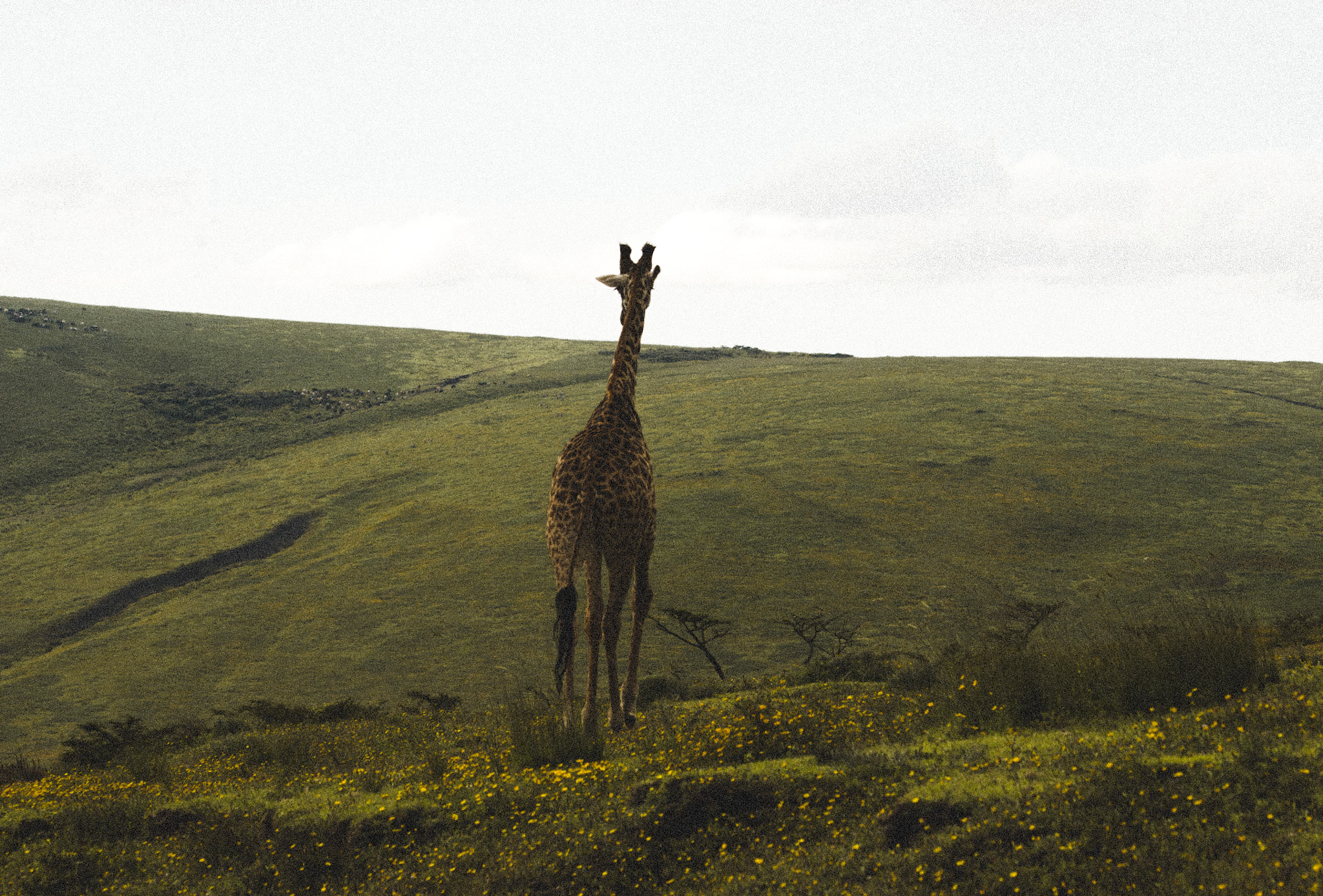 Giraffe en Afrique