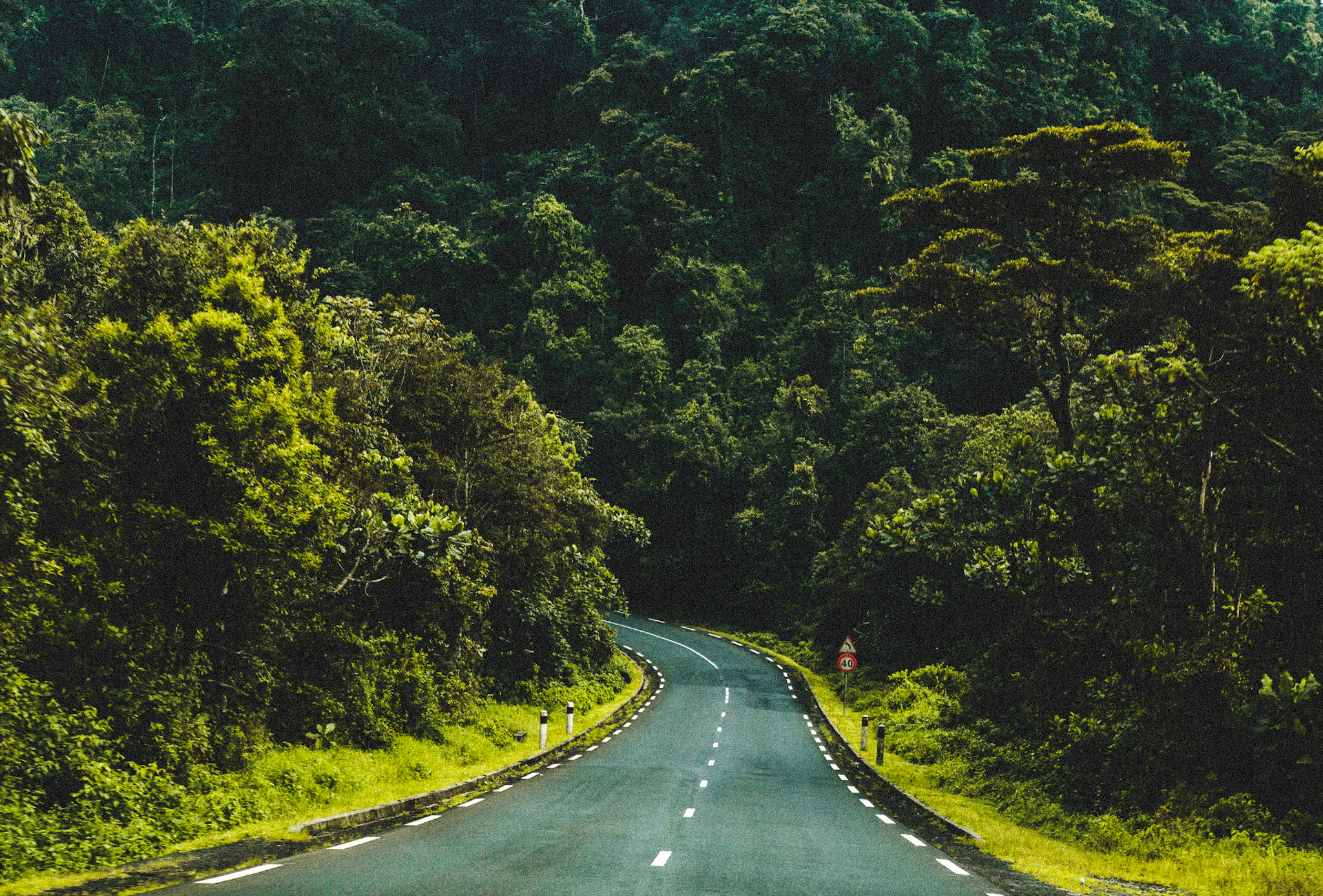 Route au milieu de la jungle