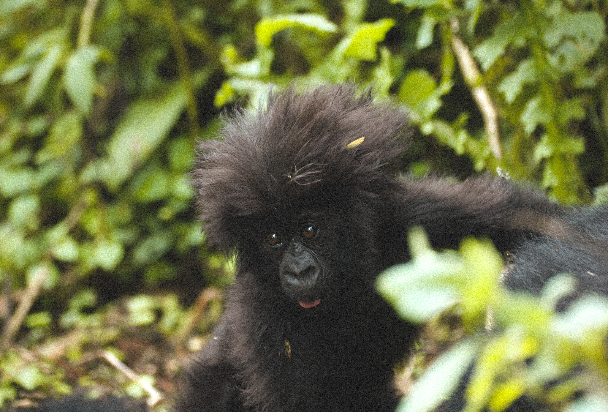 Bébé Gorille dans la jungle