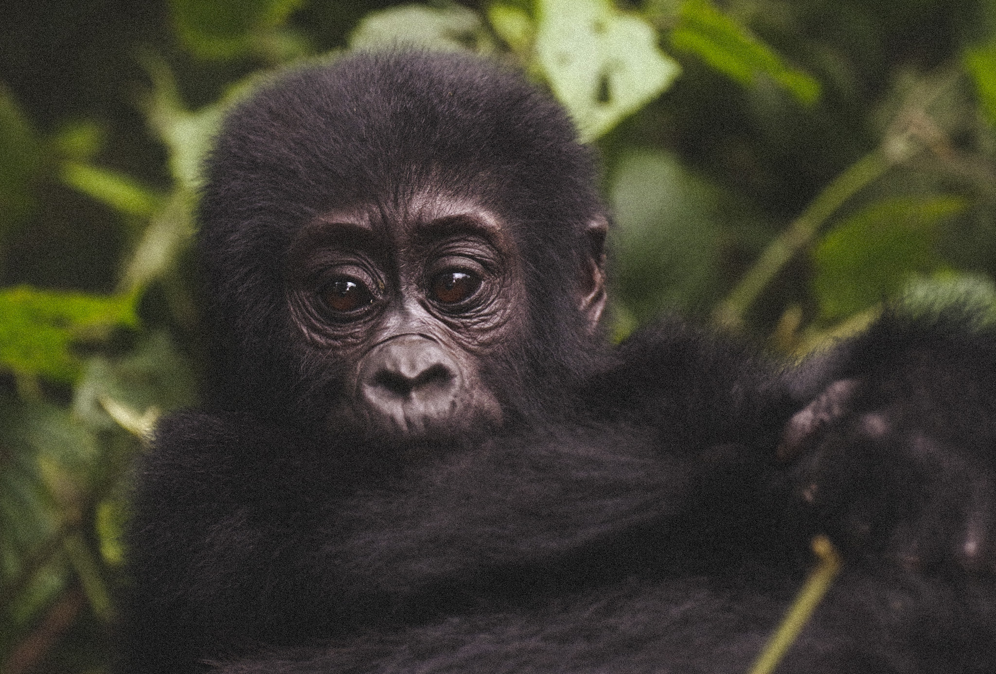 Bébé Gorille dans la jungle