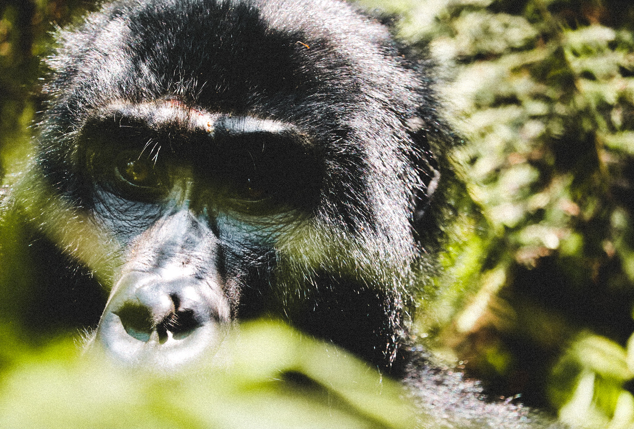 Gorille mâle dans la jungle