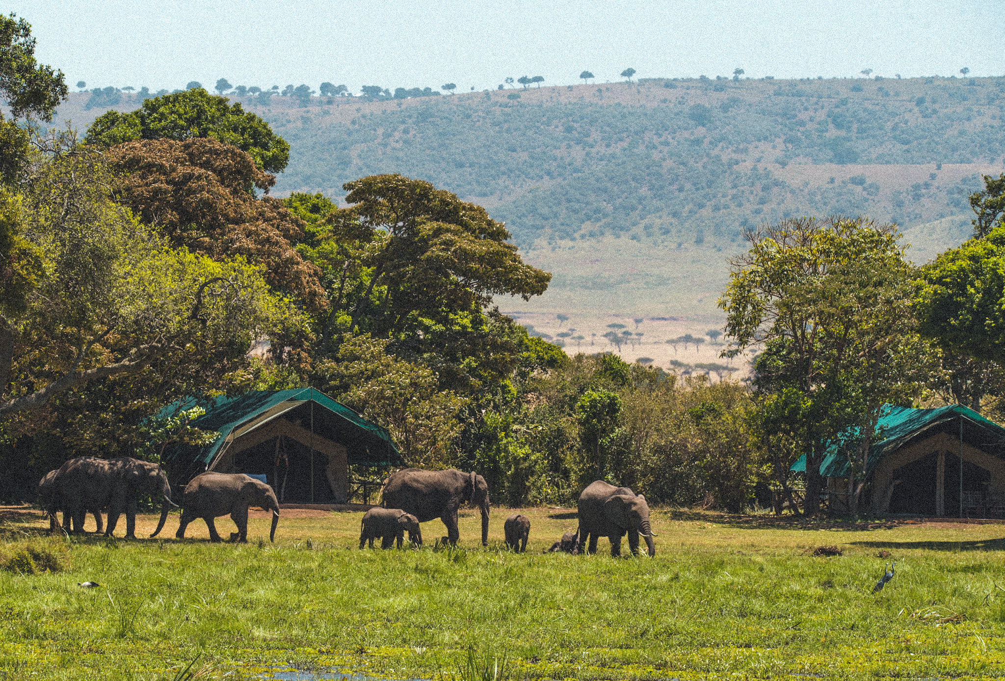 Famille d'éléphant devant un campement