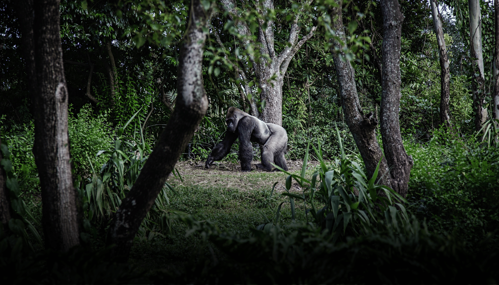 Gorille dans la foret congolaise