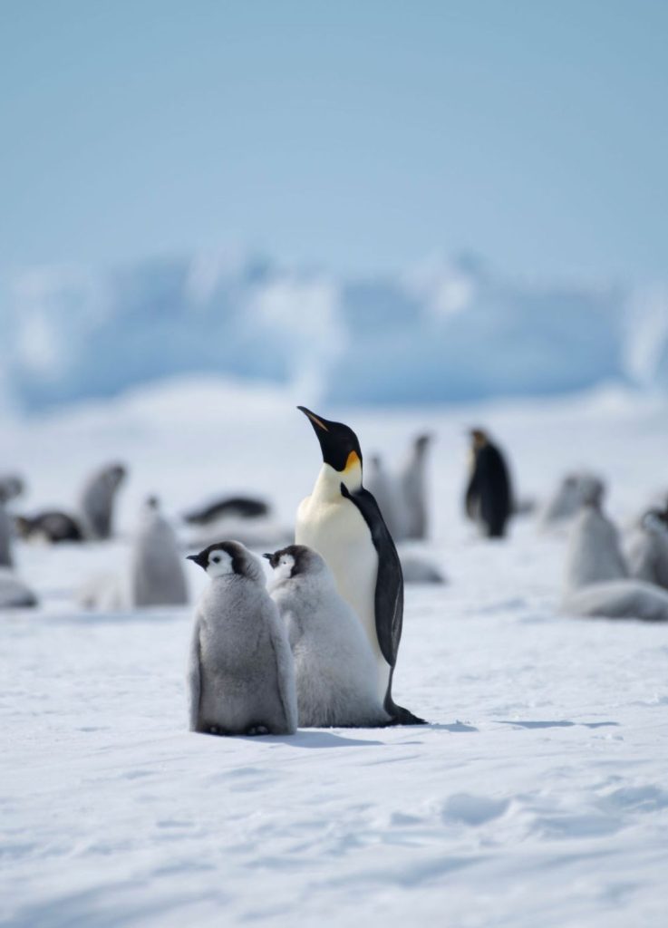Pinguoins Banquise Antarctique
