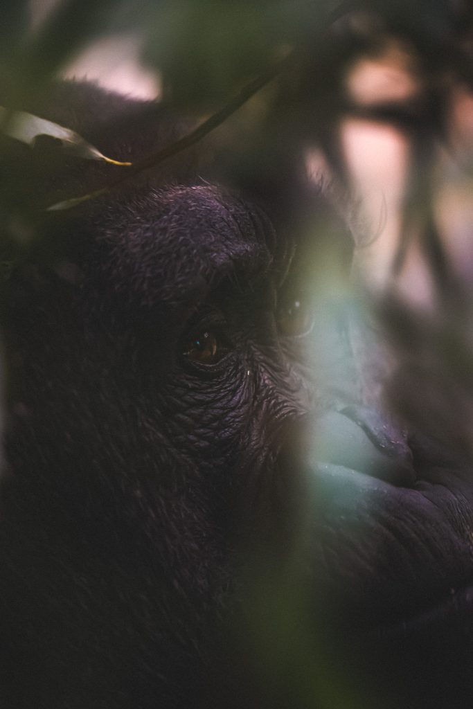 Regard de gorille au Rwanda