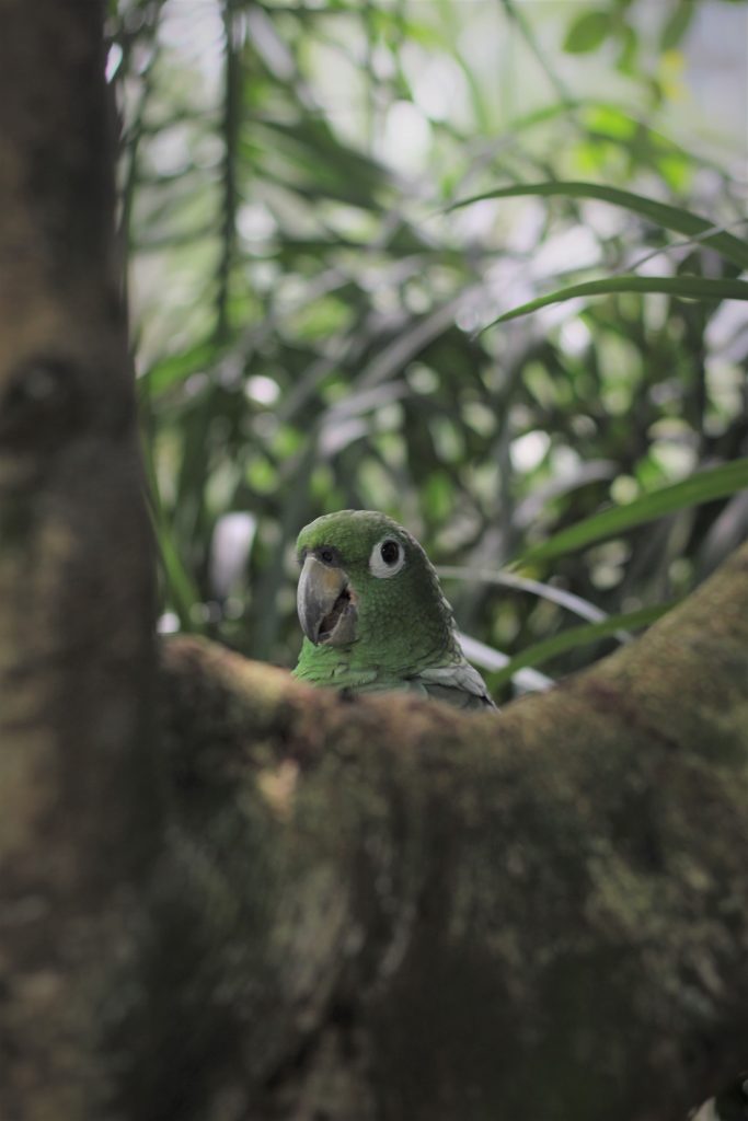 Perroquet d'Amazonie