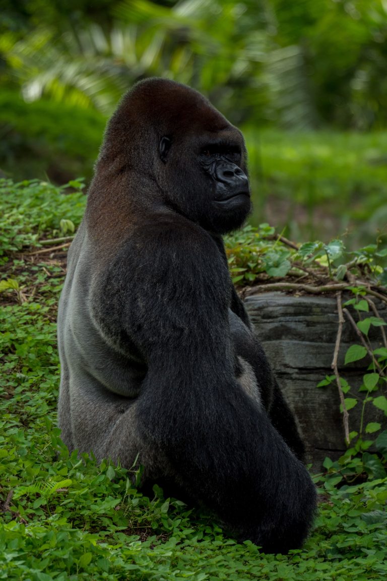 Gorille au Congo