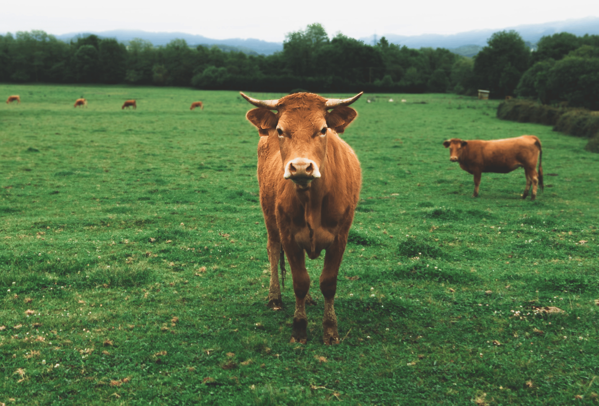 terre basque vache